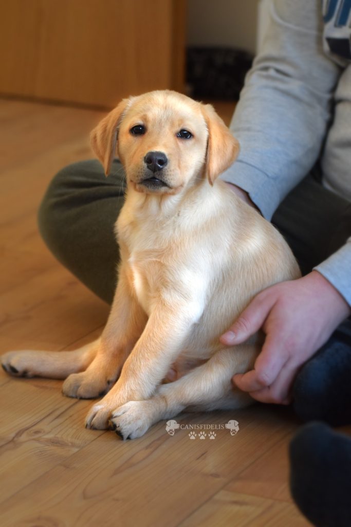 Hundeschule Gröditz, Hundeschule Großenhain, Hundeschule Riesa, Hundeschule Elsterwerda Hundeschule Canisfidelis