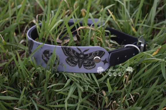 Hundehalsband Hundeschule Großenhain Riesa Gröditz Elsterwerda